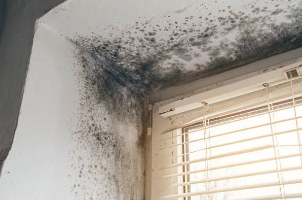 Trusted Basement Mold Remediation service in Dunkirk, NY - Cheap Mold Removal