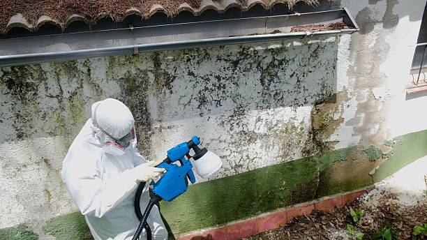 Trusted Black Mold Removal service in Dunkirk, NY - Cheap Mold Removal